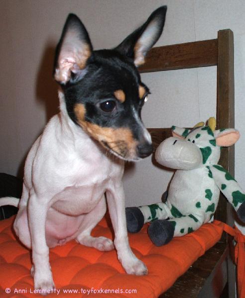 Yoda-tyttönen sekä kaverinsa lehmä-lelu