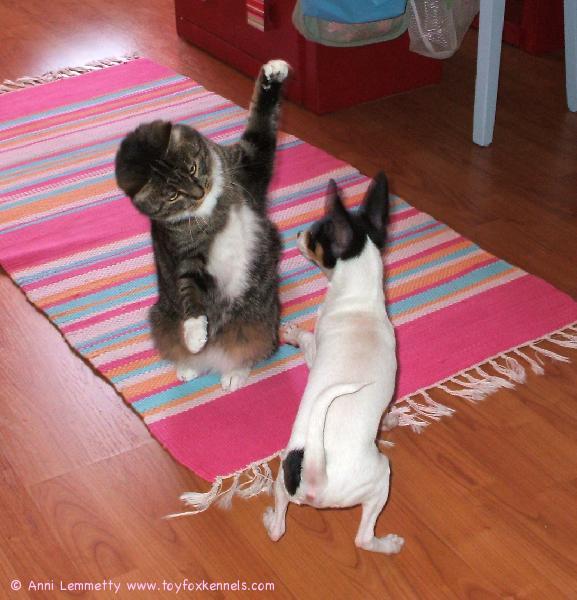 Yoda-tyttönen sekä Salma-kissa leikkiä lyö