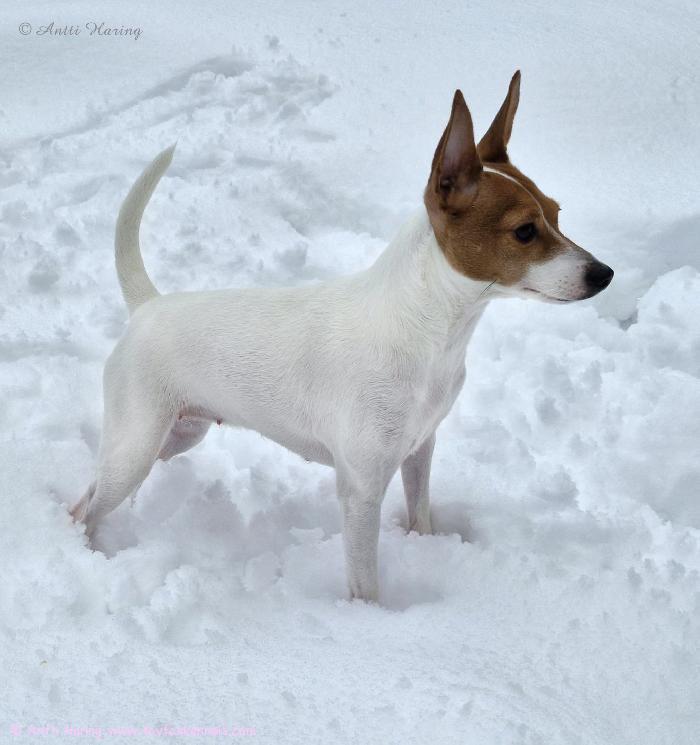 Kuopiosta saapui meille ihastuttava talvitervehdys: Allu-neiti seisoo päättäväisenä keskellä valkeaa hankea, ilman takkia ja toppaa – aivan kuin pieni, rohkea lumiprinsessa. Dunkel‘s Perla Marinka aka Allu viettää perheensä kanssa muutaman viikon hiihtoloman kalakukkojen luvatussa maassa, Kuopiossa.