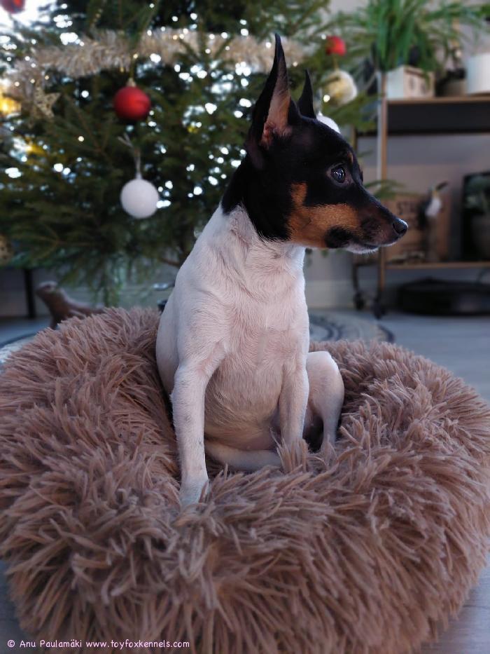 Terkut ja hyvää Joulua 1-vuotiaalta Muffilta & huoltoporukalta.