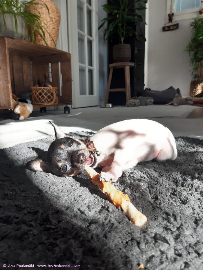 ‘PR‘ Dunkel‘s Muffi Antonella aka Muffi nauttii kevätauringosta sekä herkullisesta luusta!