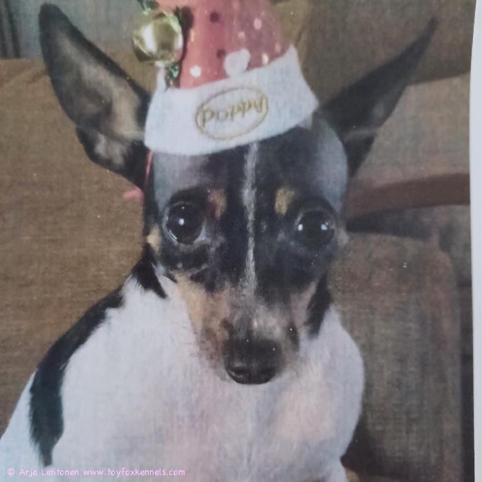 Hyvää Joulua ja Onnea Uuteen Vuoteen. Toivottaa Ebba, Arja ja Jyrki.