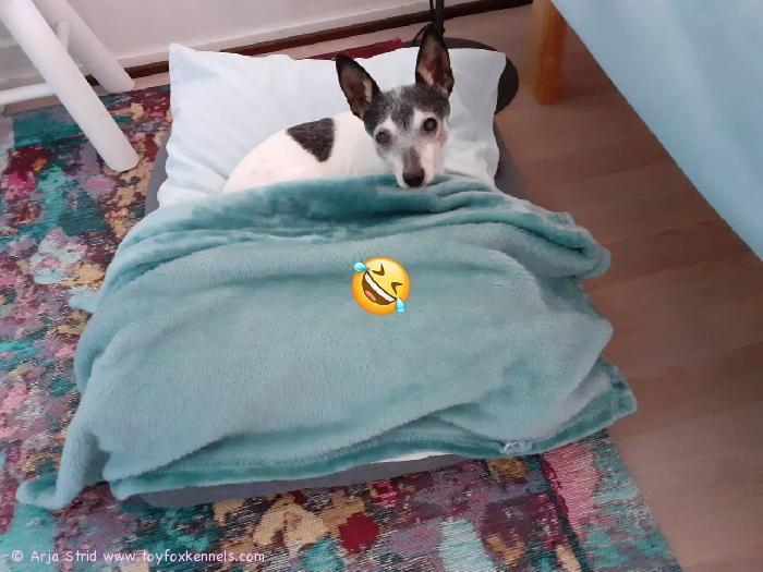 Andy osaa arvostaa puhtaita lakanoita.