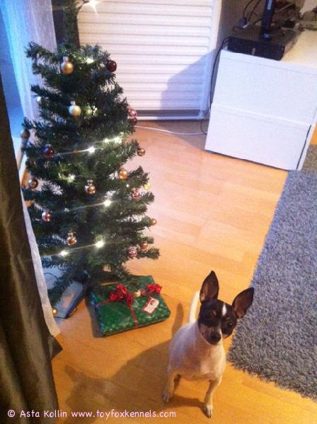 Hyvän joulun toivotukset Helsingistä toivottelee 'PR' Dunkel's Missy Nelliot aka Karma!