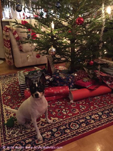 Rauhallista joulua Vihtiin päin toivottelee 'PR' Dunkel's Missy Nelliot aka Karma (aka lahjojen vartija jottei kukaan kajoa paketteihin ennen aattoa) :)
Karma onneksi on niin fiksu että ei koske muihin kuin omiin leluihinsa joten lahjat ja kuusi on aina säilyneet ehjinä! 
Haistaahan hän kyllä omat pakettinsa, mutta malttaa odottaa lahjojen antoa, luvan saatuaan kyllä lentää paperit auki pikimmiten :D