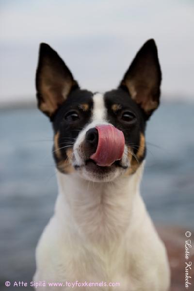 Merellisissä tunnelmissa 'PR' Dunkel's Butt-head aka Ted.