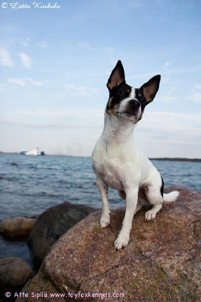 Merellisissä tunnelmissa 'PR' Dunkel's Butt-head aka Ted.