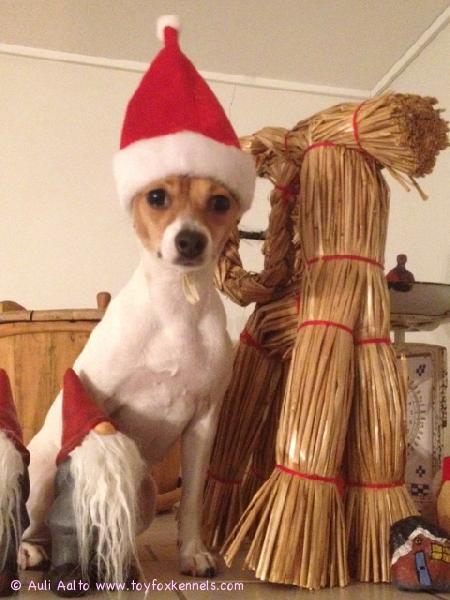 Hyvää Joulua Jonna ja Paul perheineen ja koirineen!
Toivottaa Aallon perhe