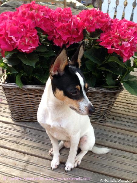 Kesästä nauttii 'PR' Dunkel's Ballpoint Baba aka Vili.