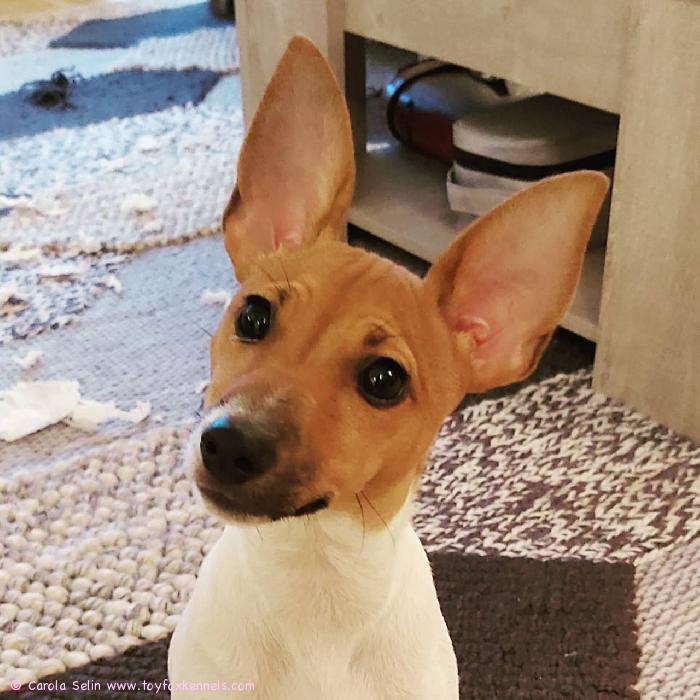 Kaunis Polly ja isot kuuloelimet!