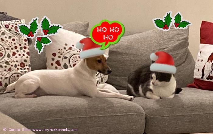 Mukavaa Joulua teille, toivottaa Polly ja Paraisten porukka