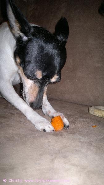 Luna järsii raakaa porkkanaa.