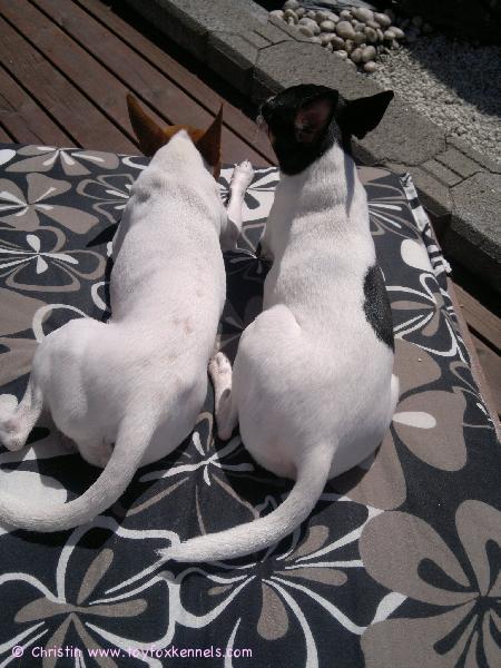 Karvakopla (Luna ja Osku) köllii nauttimassa auringosta, aurinkovuoteella tietysti :)