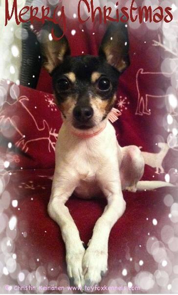 Lunni ja muu perhe toivottaa teille Rauhaisaa Joulua ★<=)