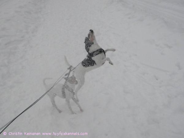 Luna The Lentävä Koira
