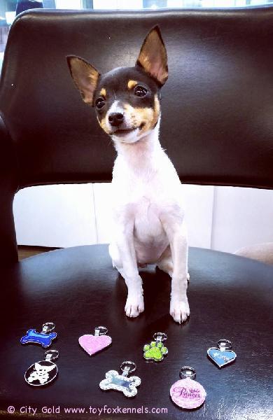 Toy Fox Terrier Kennelin kasvatti 'PR' Dunkel's Melody May aka Meja kaunistaa kultasepänliike City Goldin uusinta mainoskamppista! Hyvä Meja! 

