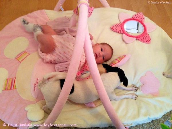 'PR' Dunkel's Miss Priss aka Cherry ja perheen esikoinen Ellen yhdessä Ellenin leikkimatolla.