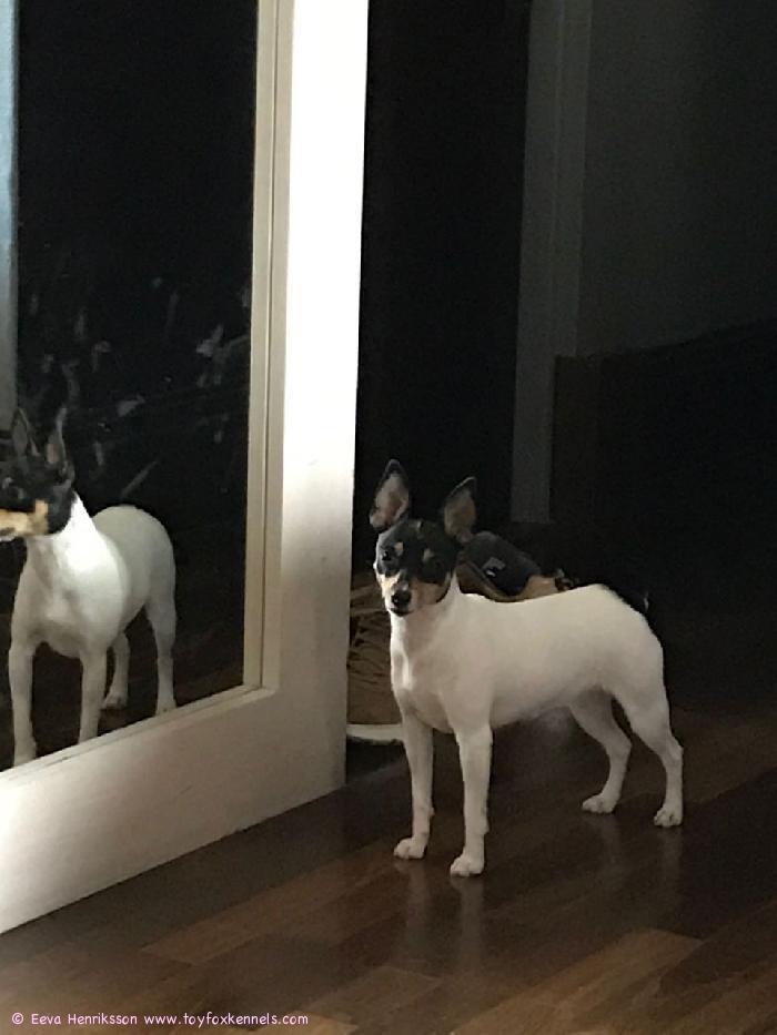 Silmu osaa poseerata!