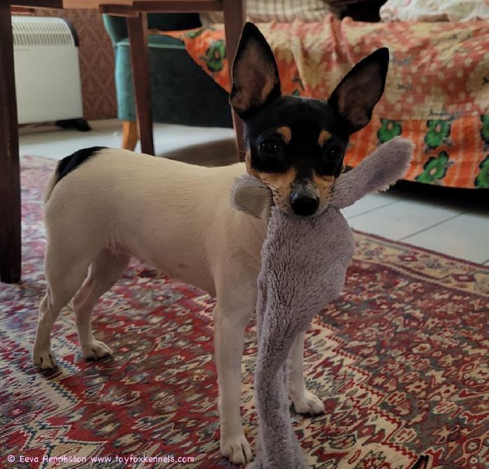 Silmu ja suosikkilelu.