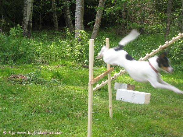 Alma hyppii mökillä :)