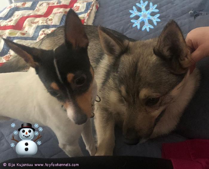 Jouluterveiset Pikolta ja hänen porukoiltaan.