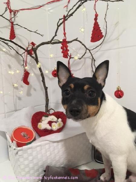 Joulutunnelmissa 'PR' Dunkel's Alfred aka Aatu.