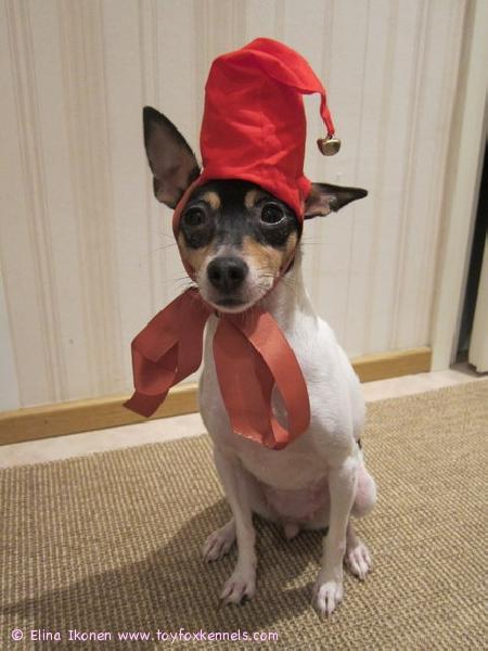 'PR' Dunkel's Ophelia Cyclamen aka Ofi toivottaa oikein hyvää joulua!