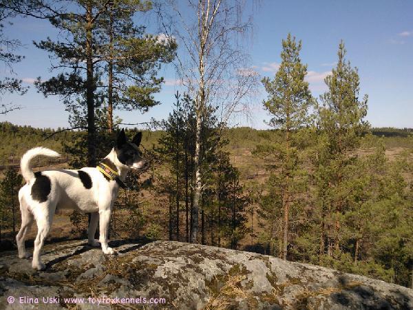 'PR' Dunkel's Dough Boy aka Mökö.