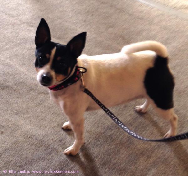 'PR' Dunkel's Mandy Mocca aka Cindy agilitytreeneissä.