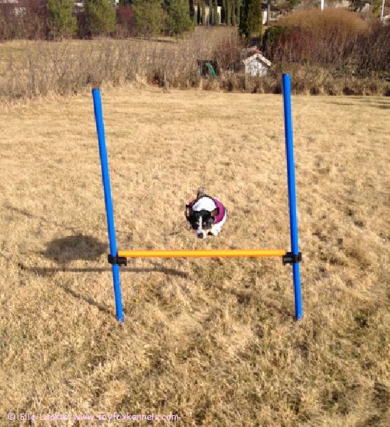 Agilitytreeneissä 'PR' Dunkel's Mandy Mocca aka Cindy.