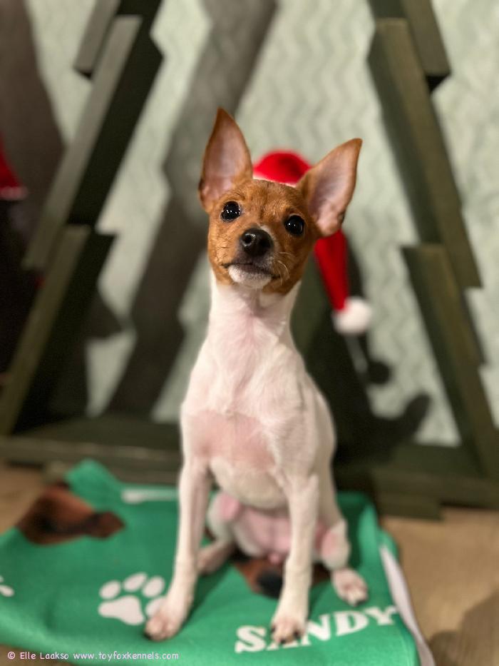 Hyvää Joulua!
toivottaa Sandy