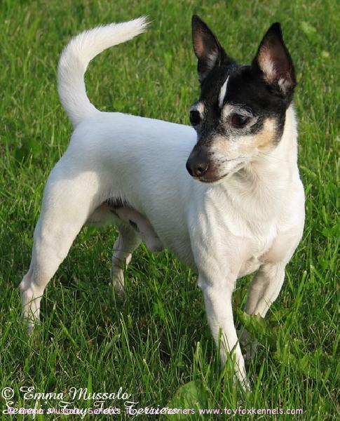 'PR' Dunkel's Pikkolo Jr. aka Dali kesäfiiliksissä heinäkuussa 2008.