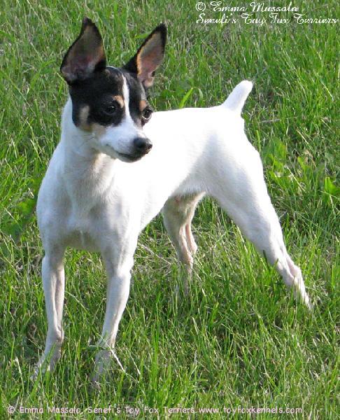 'PR' Dunkel's Monk aka Munkki kesäfiiliksissä heinäkuussa 2008.