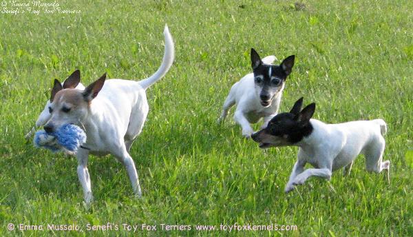 Senefi's Toy Fox Terriers amerikankääpiöterriereitä heinäkuussa 2008.