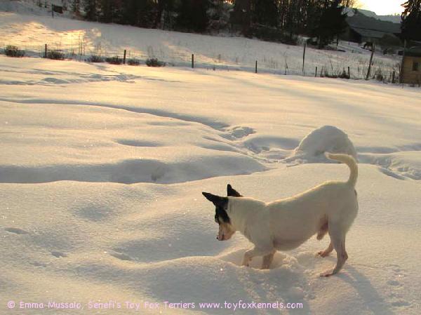 Dali metsästää päästäisiä lumen alta maaliskuussa 2009.