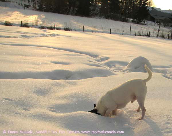 Dali metsästää päästäisiä lumen alta maaliskuussa 2009.