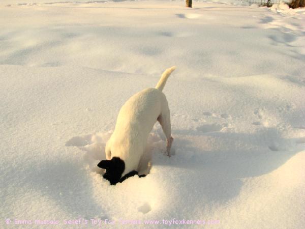 Dali metsästää päästäisiä lumen alta maaliskuussa 2009.