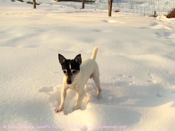 Dali metsästää päästäisiä lumen alta maaliskuussa 2009.