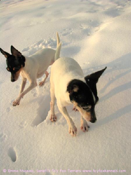 Dali ja Vani metsästää päästäisiä lumen alta maaliskuussa 2009.