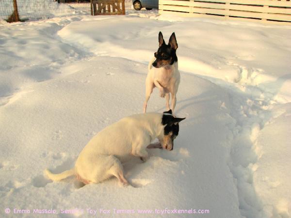 Dali ja Vani metsästää päästäisiä lumen alta maaliskuussa 2009.