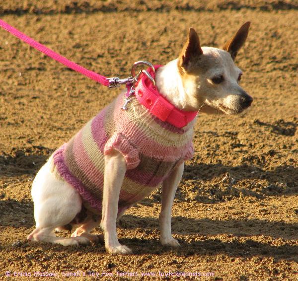 'PR' Dunkel's Pipari of Phoenix SATHY Expo 2009 -työkoiratapahtumassa.