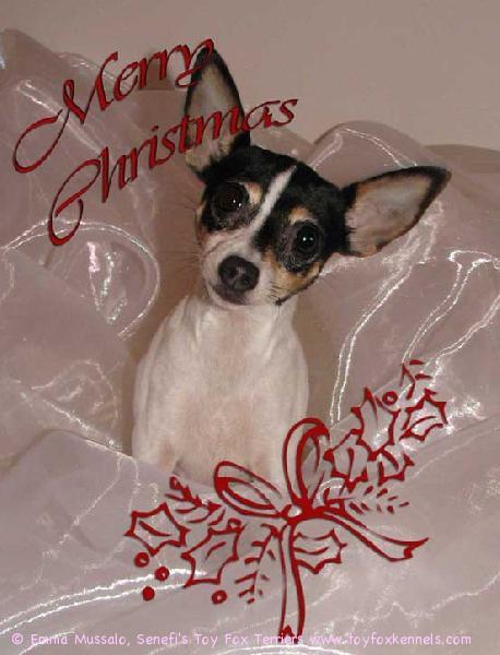 Hyvää Joulua ja Onnellista Uutta Vuotta - Merry Christmas and a Happy New Year