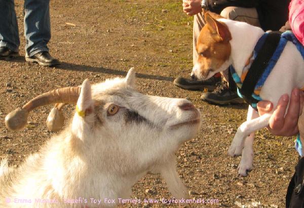'PR' Senefi's Brown Oscar aka Osku ja Lilja-vuohi syksyllä 2009.