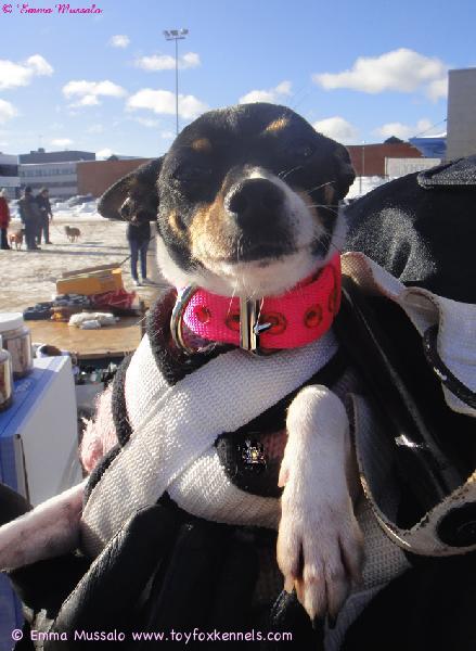 Mini-Nelli SATHY Pulkkariehassa 2011, pulkkavedon jälkeen.