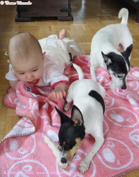 Rakas kummityttömme Ida sekä omat kasvattimme 'PR' Dunkel's Rosalynn aka Rosa & 'PR' Dunkel's Pikkolo Jr. aka Dali.