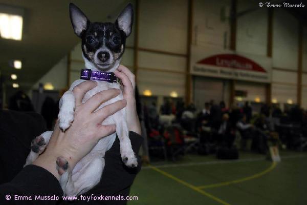 'PR' Dunkel's Fancy Cabby aka Unna Norjassa.