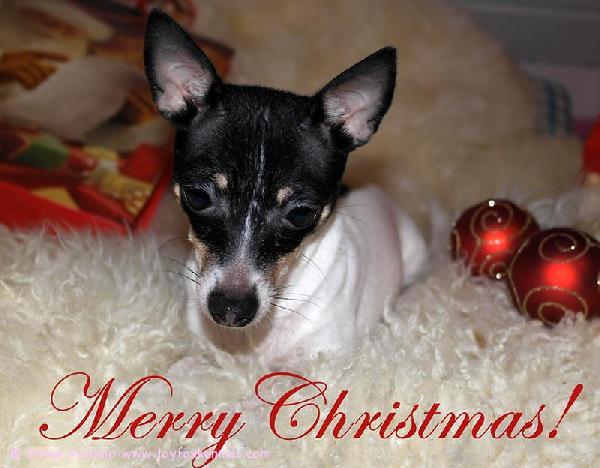 Hyvää Joulua toivottaapi 'PR' Dunkel´s Fancy Gabby aka Unna