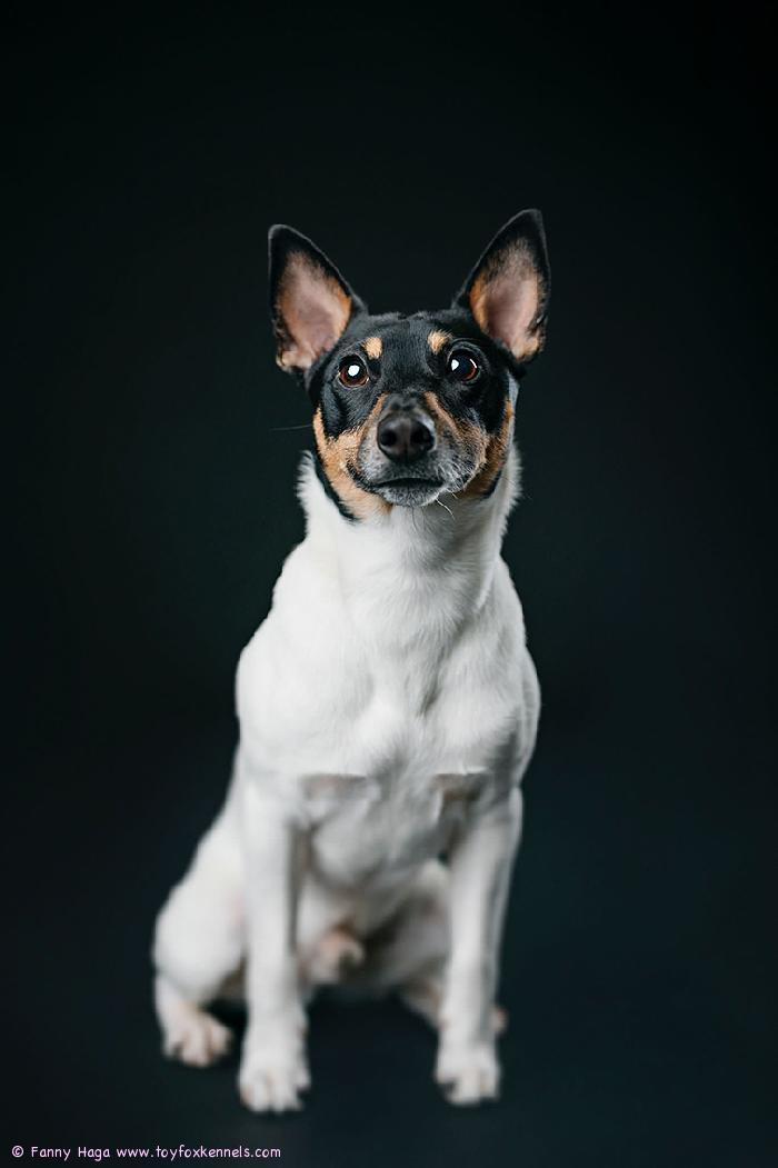 Hurjan komea ‘PR‘ Dunkel‘s Pietro aka Neo. Valokuvaaja Fanny Haga, fannyhaga.com