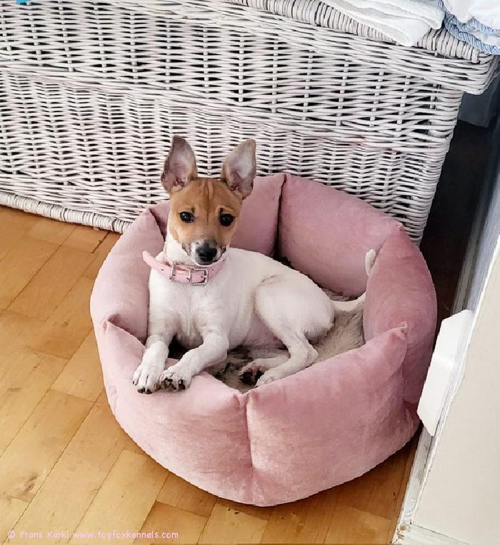 Suloinen Marilyn pinkeissään.