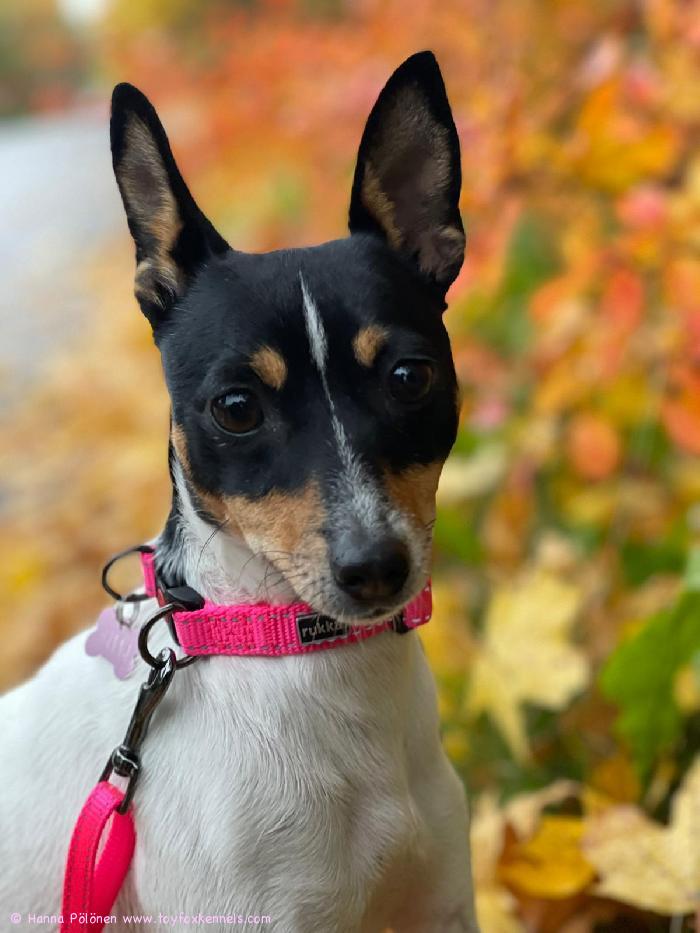 Essie ja syksy ruska.